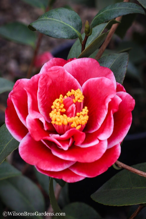  Tama Vino Camellia Japonica - 1 Gallon Pot