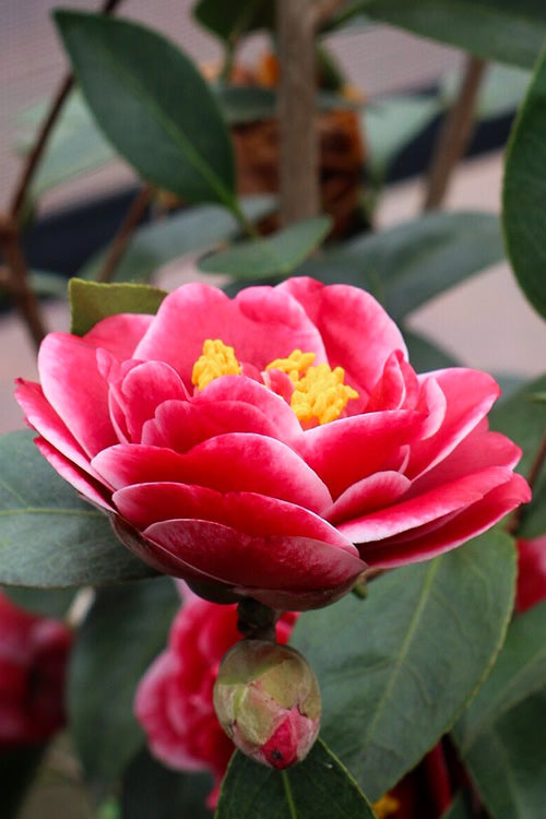  Tama Vino Camellia Japonica - 3 Gallon Pot