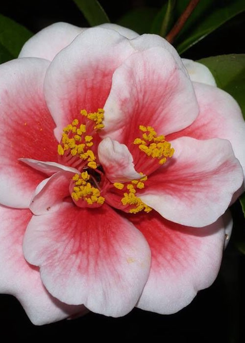  Tama Vino Camellia Japonica - 3 Gallon Pot