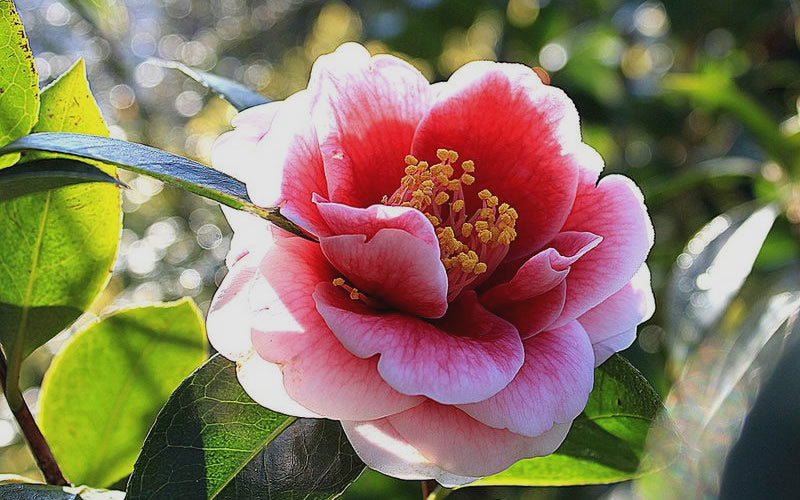  Tama Vino Camellia Japonica - 3 Gallon Pot
