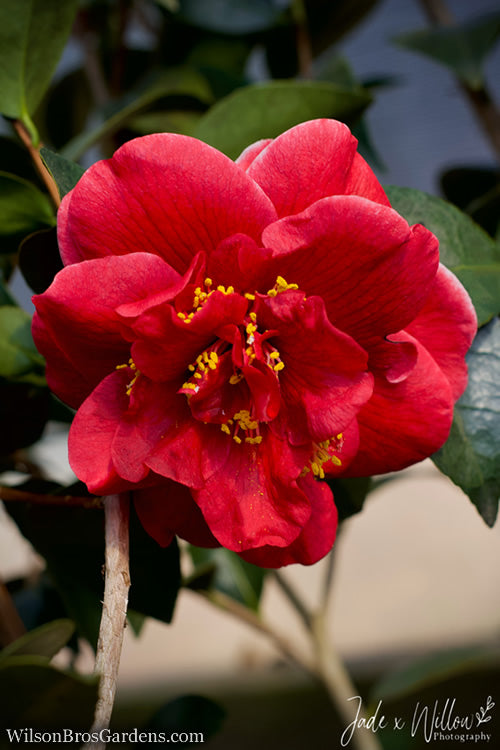  Tama Vino Camellia Japonica - 3 Gallon Pot
