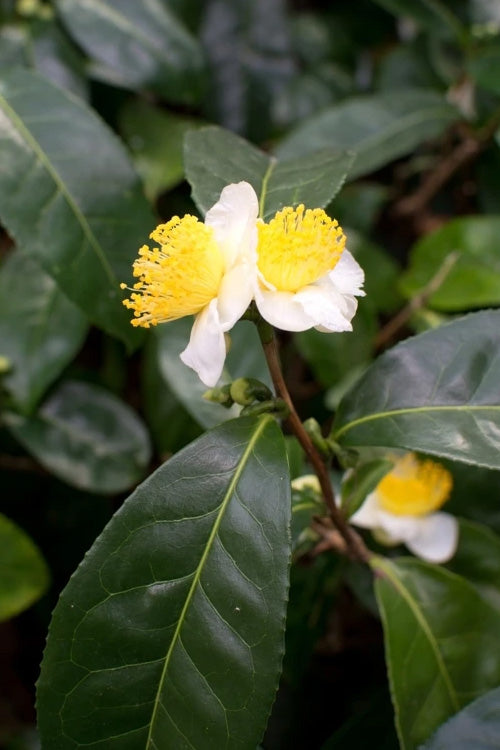  Large Leaf Tea Plant (Camellia Sinensis) - 3 Gallon Pot