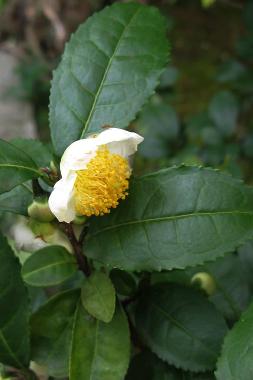  Large Leaf Tea Plant (Camellia Sinensis) - 3 Gallon Pot