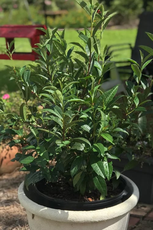  Large Leaf Tea Plant (Camellia Sinensis) - 3 Gallon Pot