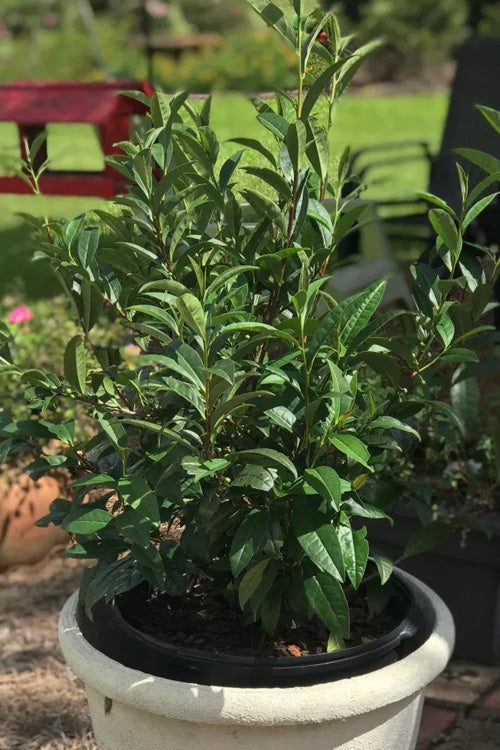  Large Leaf Tea Plant (Camellia Sinensis) - 3 Gallon Pot