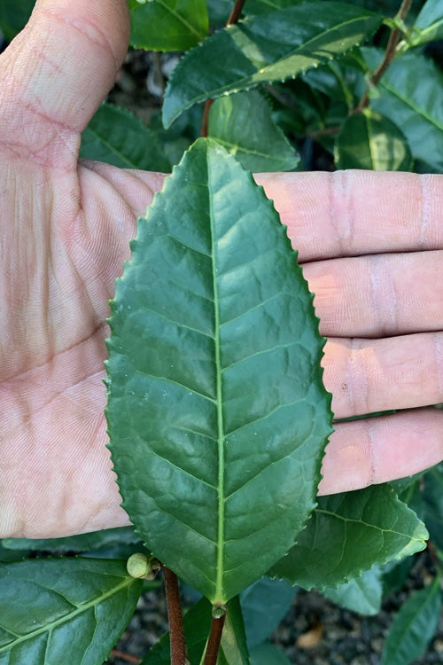  Large Leaf Tea Plant (Camellia Sinensis) - 3 Gallon Pot