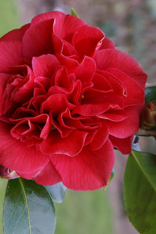  Tom Knudsen Camellia Japonica - 3 Gallon Pot