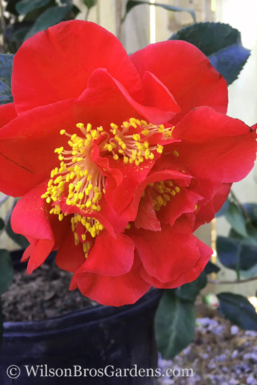  Turandot Camellia Japonica - 7 Gallon Pot
