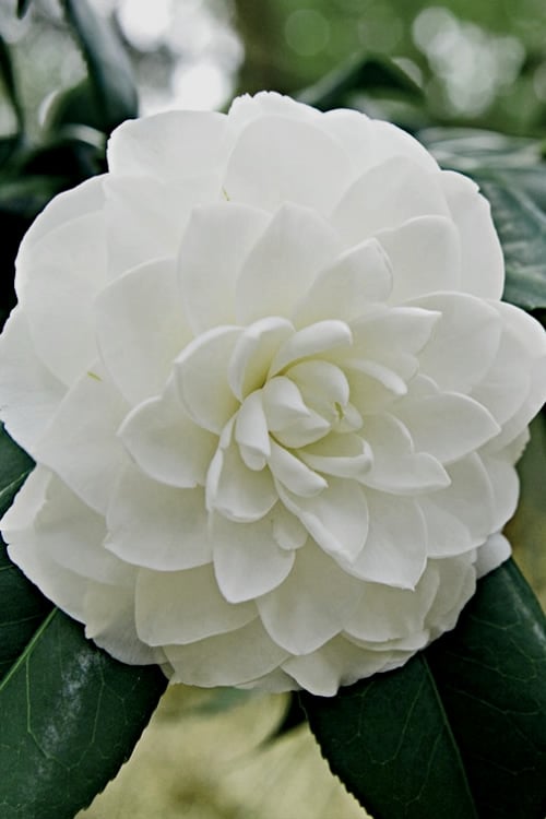  White By The Gate Camellia Japonica - 3 Gallon Pot