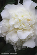  White Debutante Camellia Japonica - 3 Gallon Pot