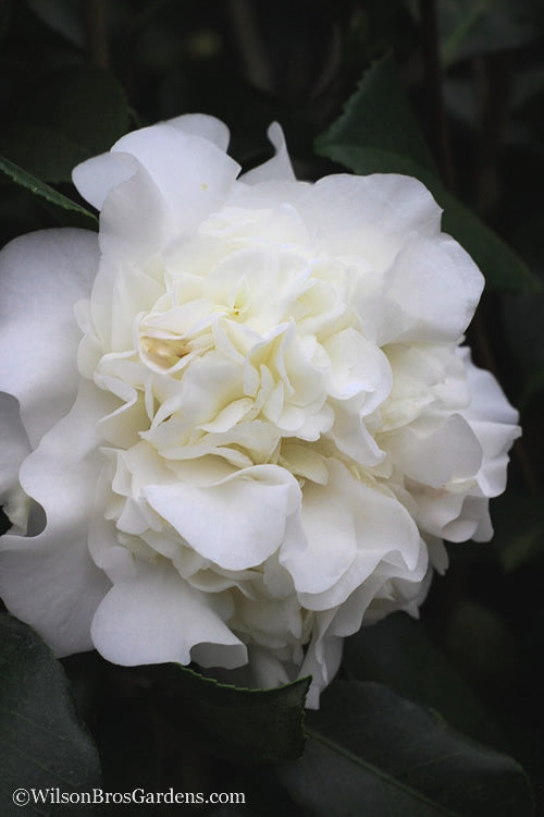  White Debutante Camellia Japonica - 3 Gallon Pot