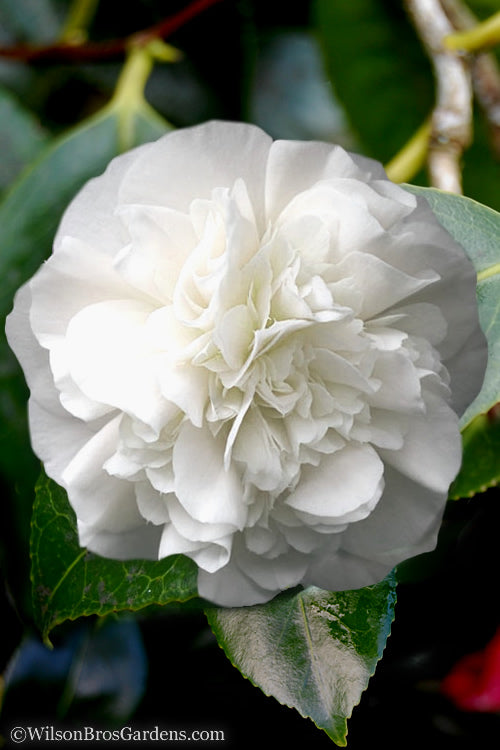  White Debutante Camellia Japonica - 3 Gallon Pot
