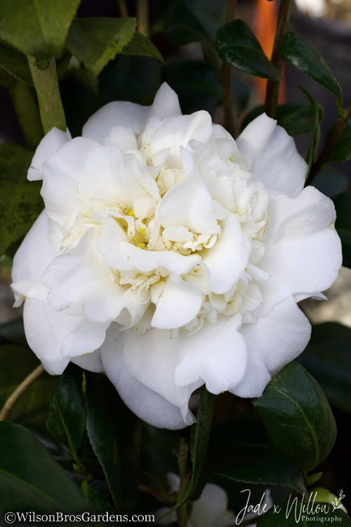  White Debutante Camellia Japonica - 3 Gallon Pot