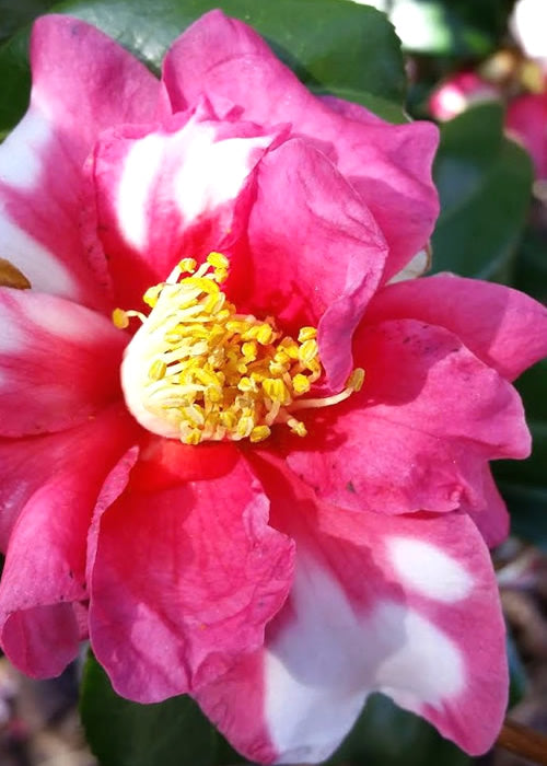  Winter's Fire Cold Hardy Camellia - 1 Gallon Pot