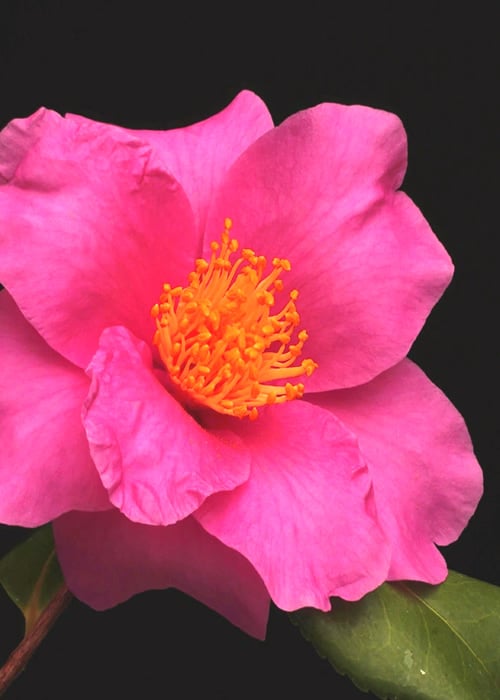  Winter's Fire Cold Hardy Camellia - 3 Gallon Pot