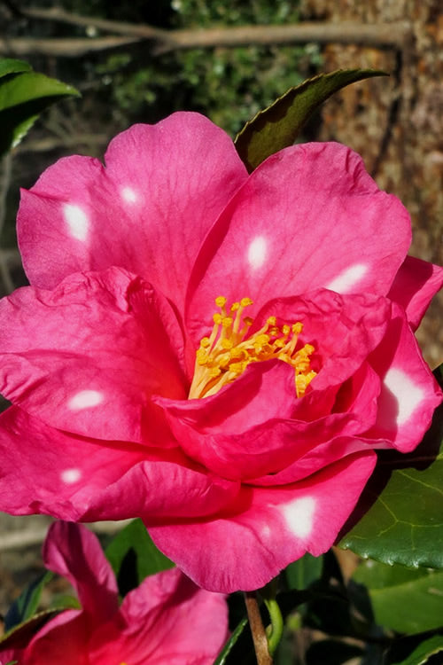  Winter's Fire Cold Hardy Camellia - 1 Gallon Pot