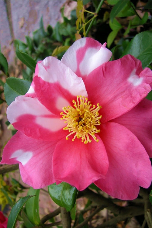  Winter's Fire Cold Hardy Camellia - 1 Gallon Pot