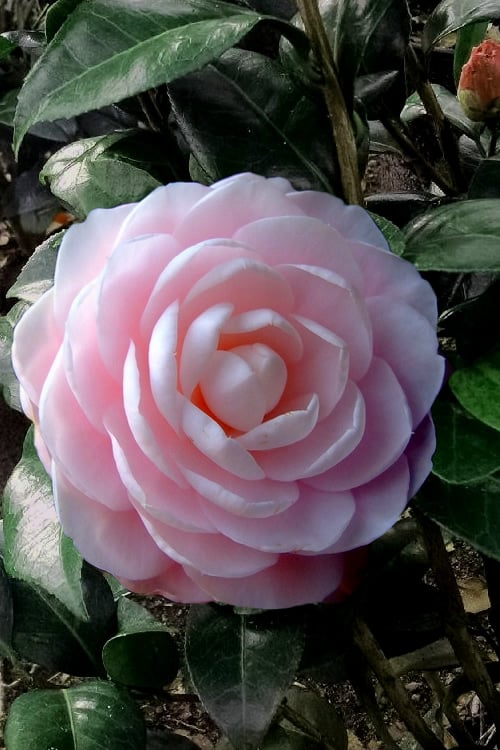  Winter's Rose Cold Hardy Dwarf Camellia - 2 Gallon Pot