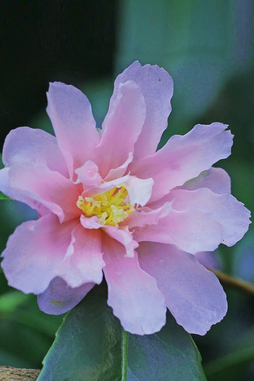  Winter's Toughie Cold Hardy Camellia - 3 Gallon Pot