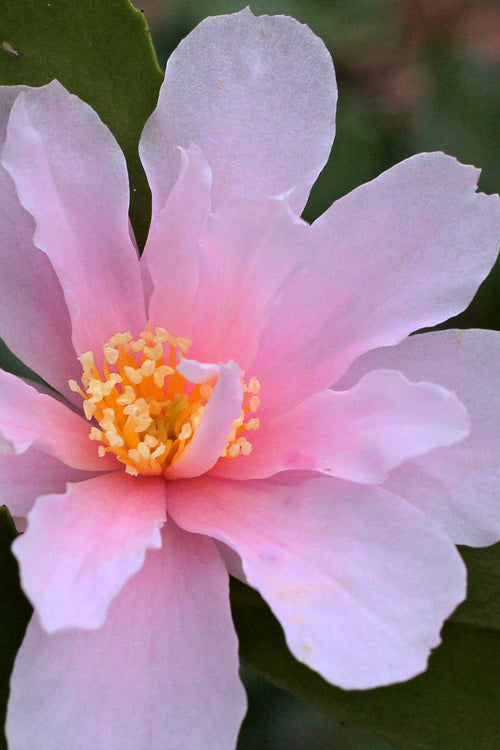  Winter's Toughie Cold Hardy Camellia - 3 Gallon Pot