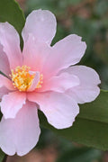  Winter's Toughie Cold Hardy Camellia - 3 Gallon Pot