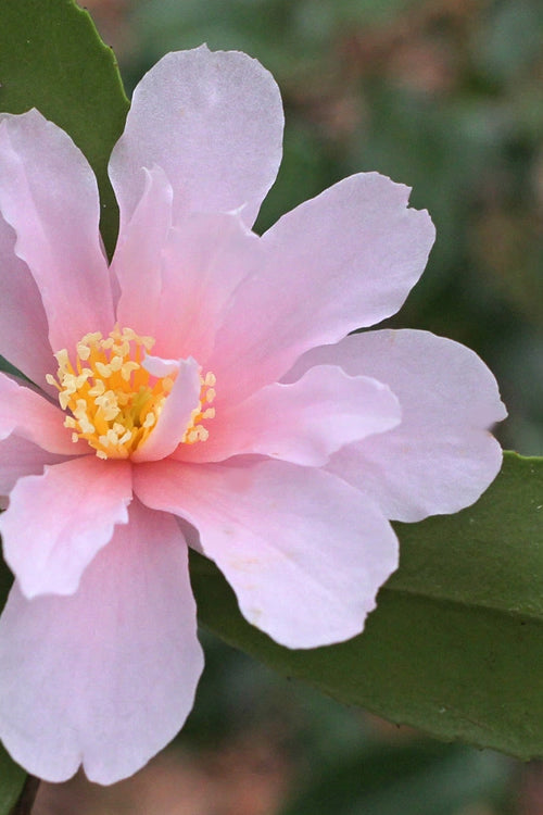  Winter's Toughie Cold Hardy Camellia - 3 Gallon Pot