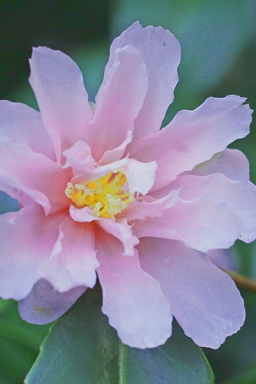  Winter's Toughie Cold Hardy Camellia - 3 Gallon Pot