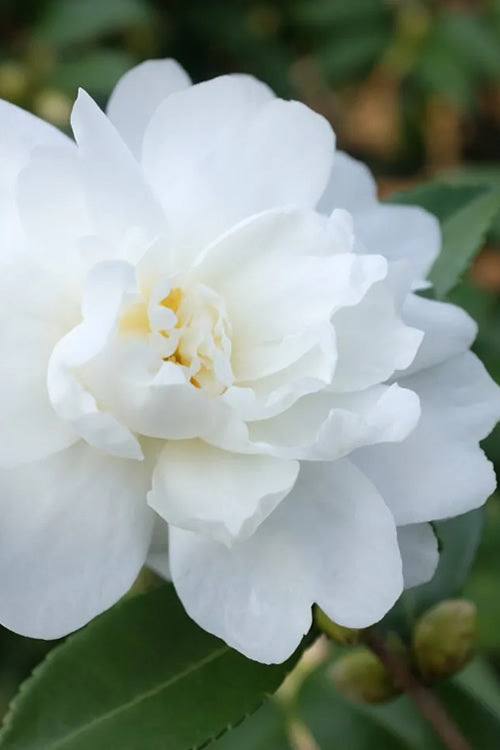  Winter's Waterlily Cold Hardy Camellia - 1 Gallon Pot