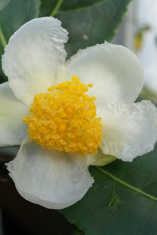  Yellow Big Leaf Tea Plant - Camellia Sinensis - 3 Gallon Pot