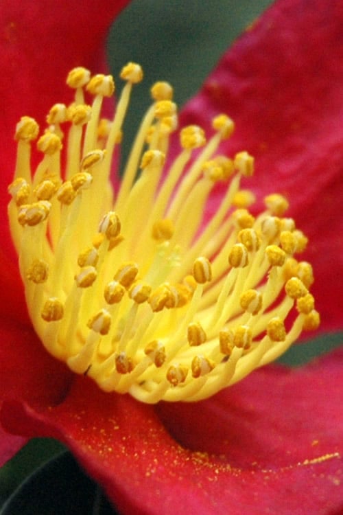  Yuletide Camellia Sasanqua - 1 Gallon Pot