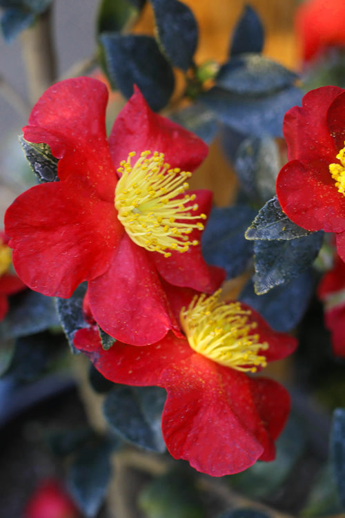  Yuletide Camellia Sasanqua - 1 Gallon Pot