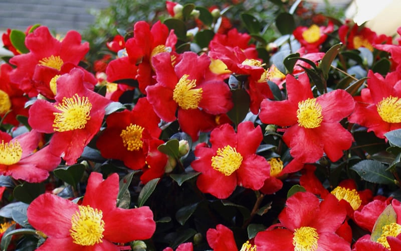  Yuletide Camellia Sasanqua - 1 Gallon Pot