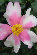  Yume Camellia Sasanqua - 1 Gallon Pot