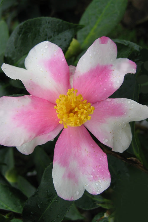  Yume Camellia Sasanqua - 1 Gallon Pot