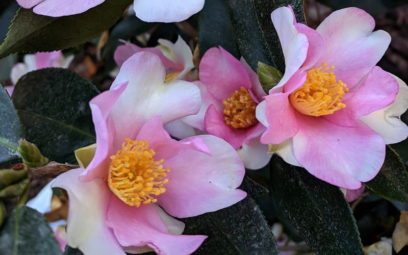  Yume Camellia Sasanqua - 1 Gallon Pot