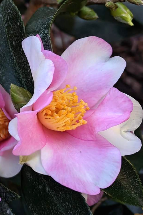  Yume Camellia Sasanqua - 1 Gallon Pot