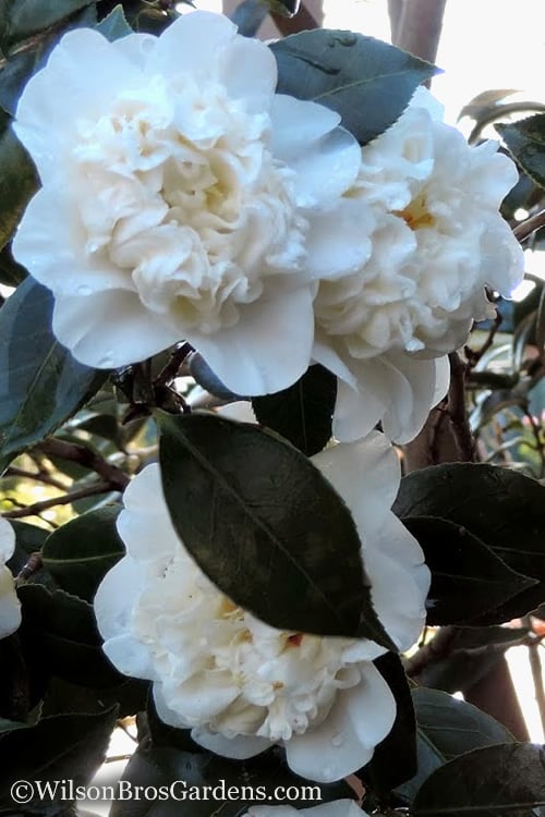  Fifth Avenue White Camellia Japonica - 1 Gallon Pot 