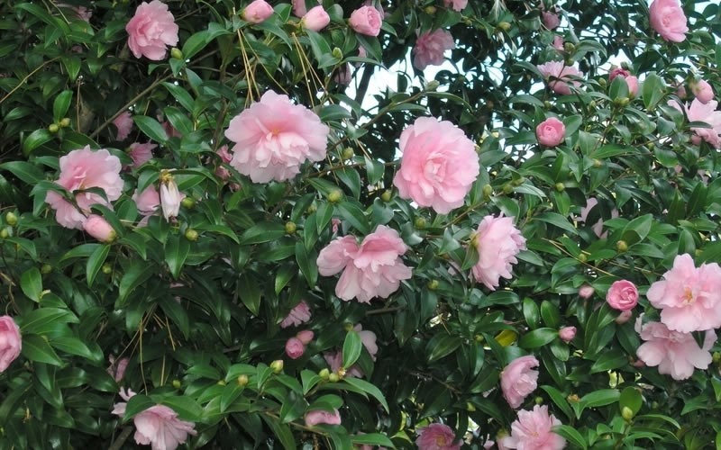  Cotton Candy Camellia Sasanqua - 6 Pack Of 1 Gallon Pots