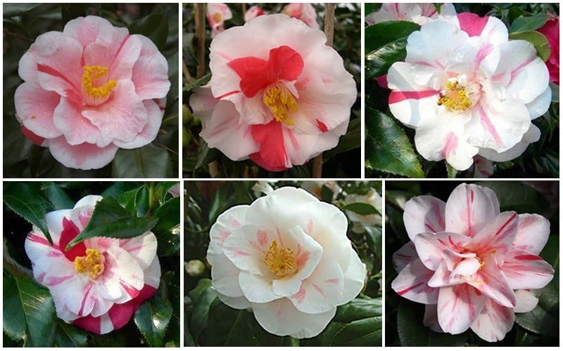  Lady Vansittart Multicolor Camellia Japonica - 2 Gallon Pot