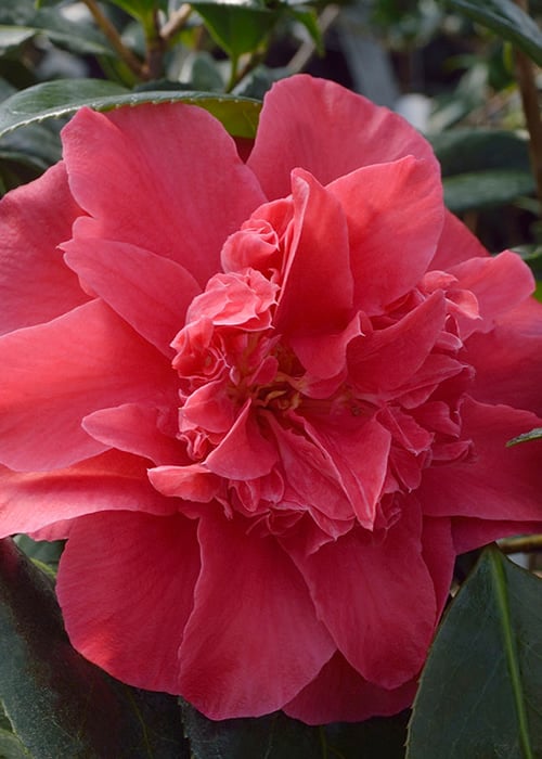  Laura Walker Camellia Japonica - 1 Gallon Pot