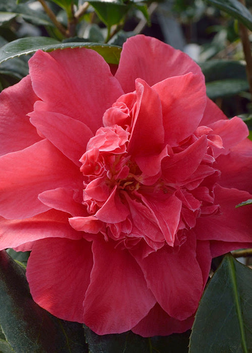  Laura Walker Camellia Japonica - 1 Gallon Pot