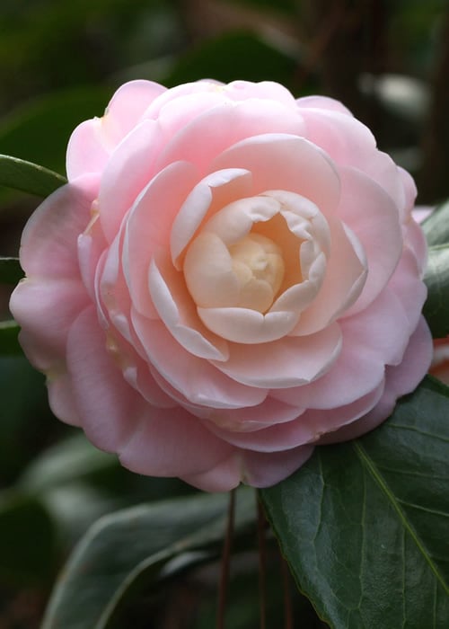  Pink Perfection Camellia Japonica - 6 Pack Of 1 Gallon Pots