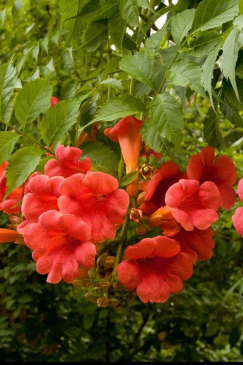  Balboa Sunset Trumpet Vine (Campsis Radicans) - 5 Gallon Pot