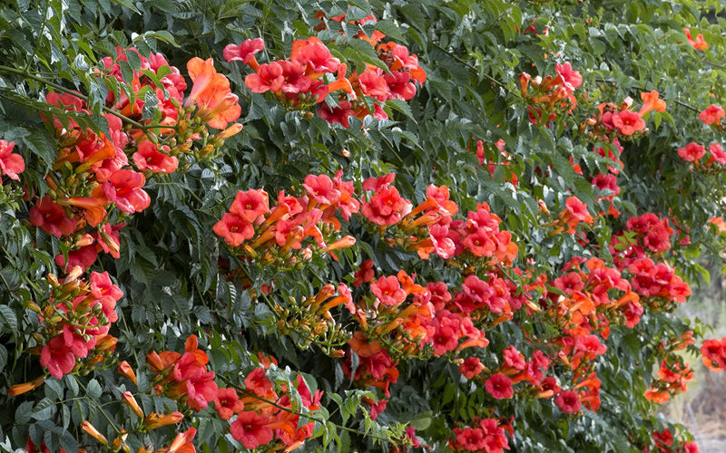  Madame Galen Trumpet Vine - 2 Pack Of Quart Pots
