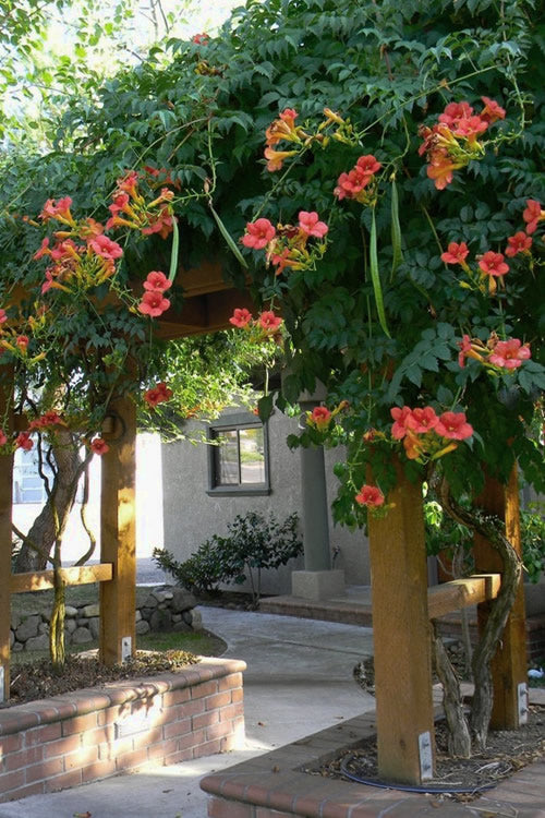  Madame Galen Trumpet Vine - 2 Pack Of Quart Pots