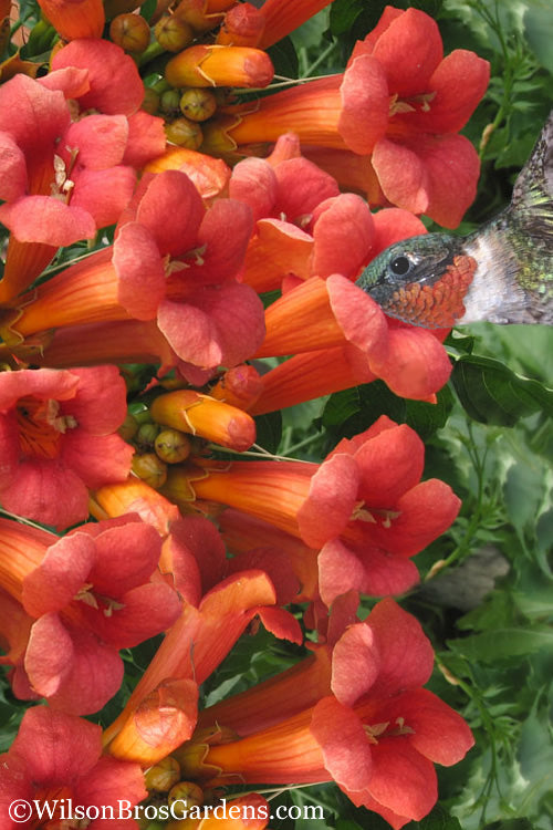  Madame Galen Trumpet Vine - 2 Pack Of Quart Pots
