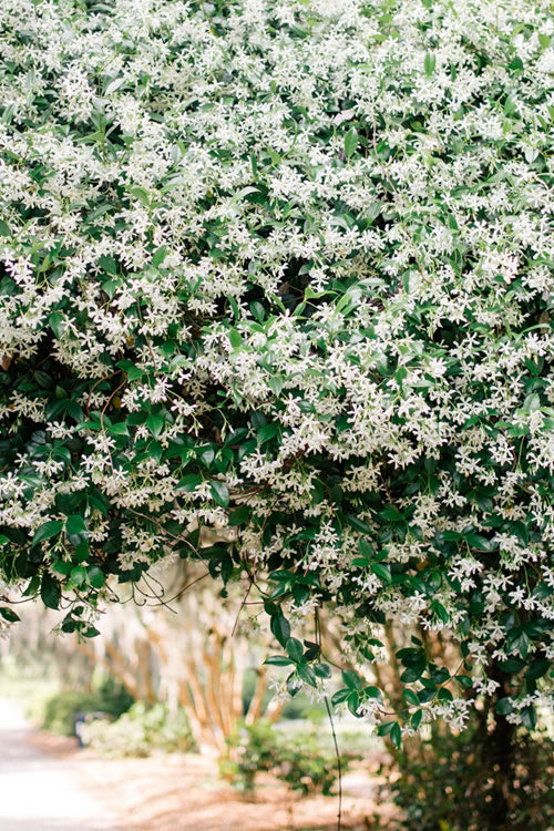  Madison Confederate Jasmine - 1 Gallon Pot