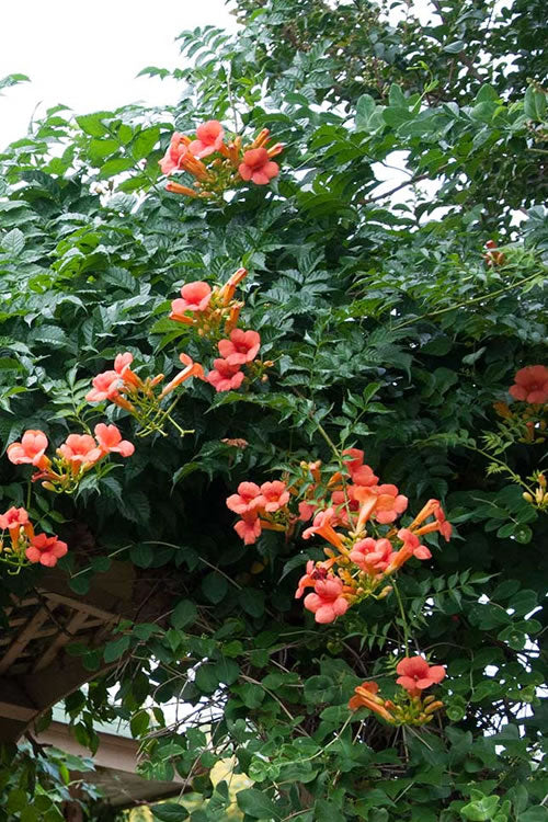  Madame Galen Trumpet Vine - 2 Pack Of Quart Pots