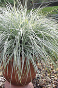  Evercolor Everest Carex - 1 Gallon Pot