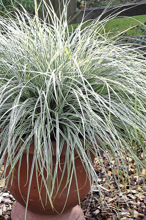  Evercolor Everest Carex - 1 Gallon Pot